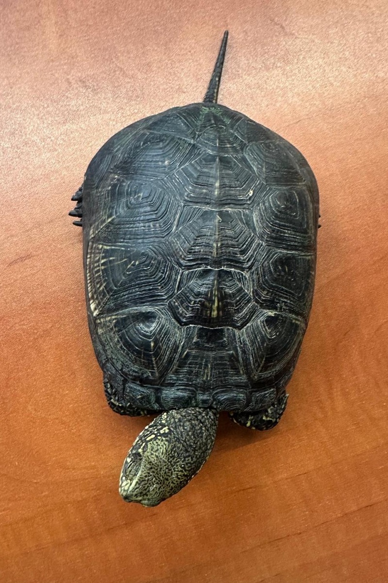 18122025_-2 Chroniony żółw błotny na granicy