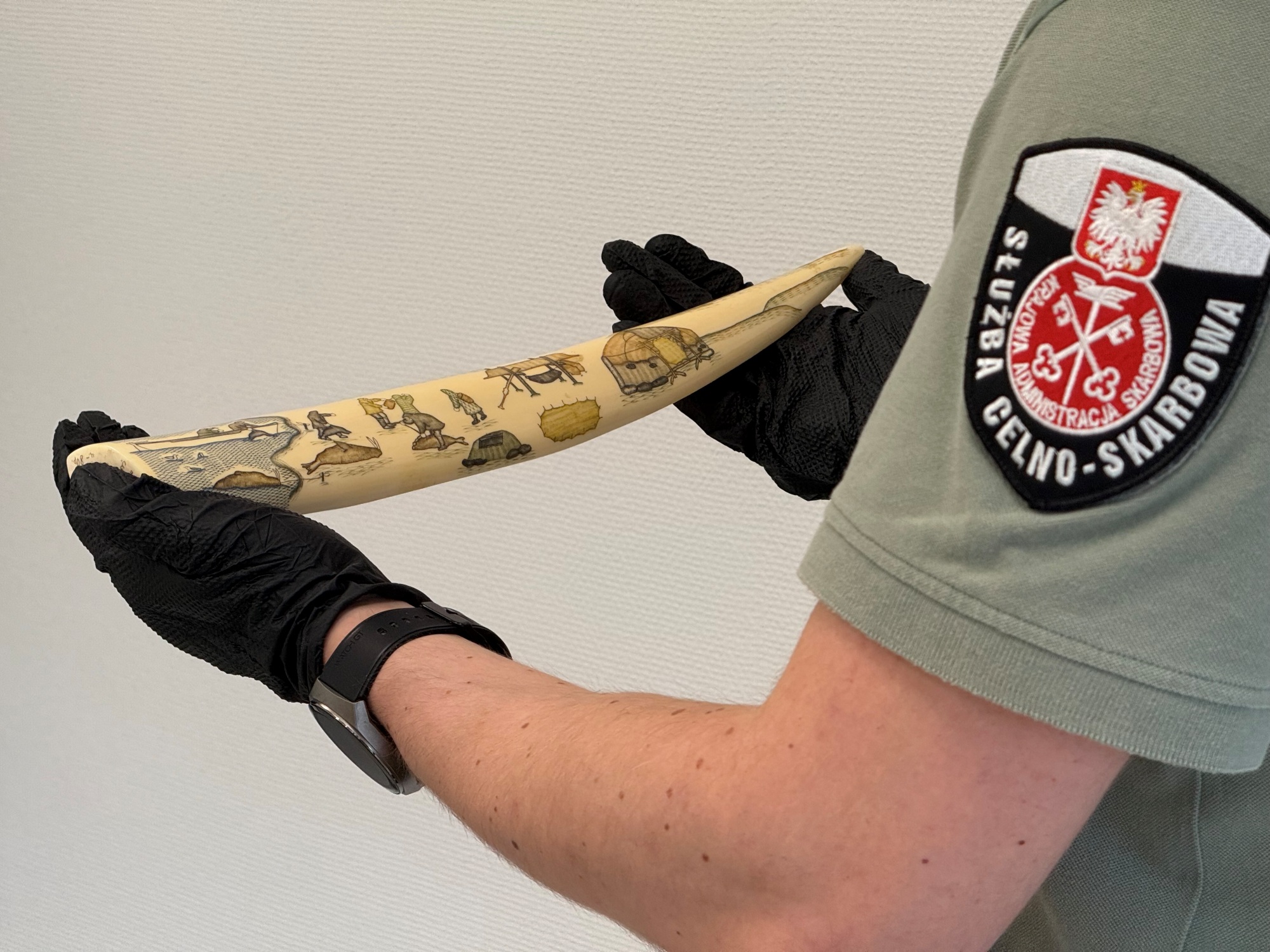 fot.-KAS-1 Kły morsa w Medyce- nietypowe znalezisko